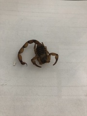 Centruroides elegans