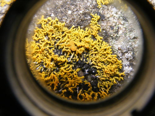 Caloplaca coralloides image
