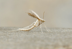 Lioptilodes albistriolatus