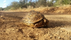 Psammobates tentorius