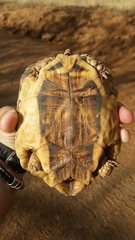 Psammobates tentorius