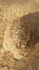 Psammobates tentorius