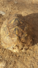 Psammobates tentorius