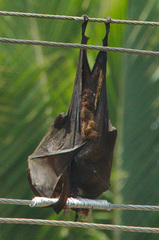 Pteropus giganteus