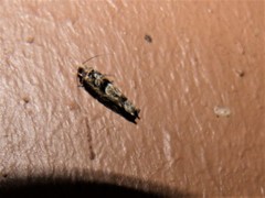 Pseudexentera hodsoni