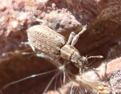 Sitona californius