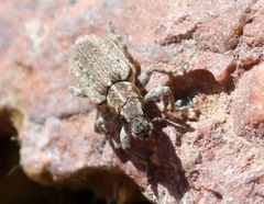 Sitona californius