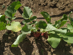 Raphanus sativus sativus