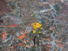 Berberis haematocarpa
