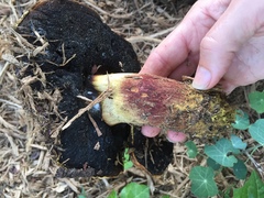Buchwaldoboletus sphaerocephalus
