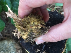 Buchwaldoboletus sphaerocephalus