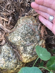Buchwaldoboletus sphaerocephalus