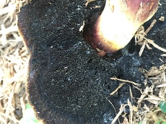 Buchwaldoboletus sphaerocephalus