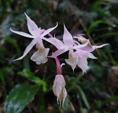Calanthe arisanensis