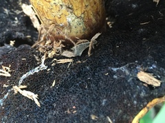 Buchwaldoboletus sphaerocephalus