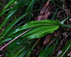 Calanthe arisanensis