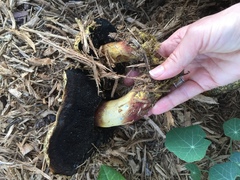 Buchwaldoboletus sphaerocephalus