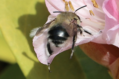 Anthophora pacifica