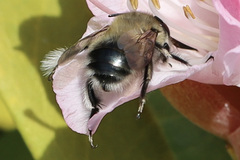 Anthophora pacifica