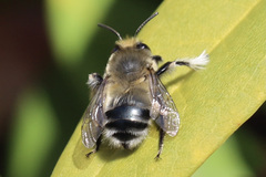 Anthophora pacifica