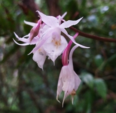 Calanthe arisanensis