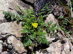 Lomatium hallii