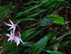 Calanthe arisanensis