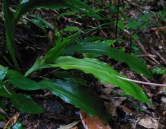 Calanthe arisanensis