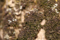Frullania inflata