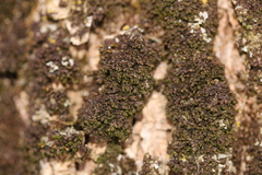 Frullania inflata