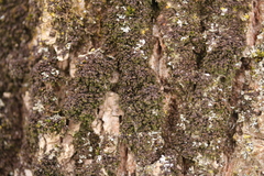 Frullania inflata