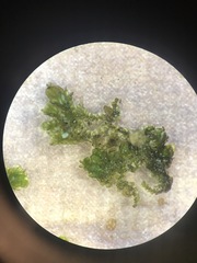 Frullania inflata