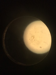 Naviculales