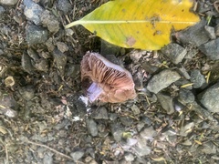 Cortinarius austrovaginatus