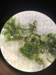 Frullania inflata