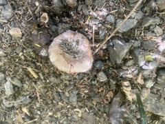 Cortinarius austrovaginatus