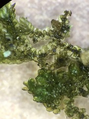 Frullania inflata