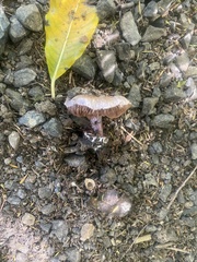 Cortinarius austrovaginatus