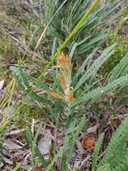 Banksia formosa