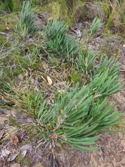 Banksia formosa