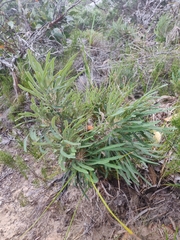 Banksia formosa