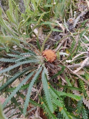 Banksia formosa