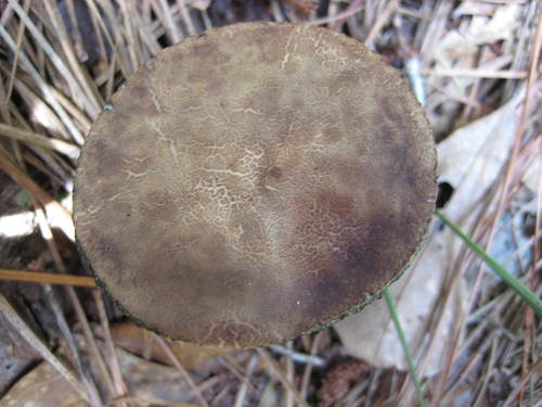 Porphyrellus sordidus image