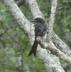 Dicrurus adsimilis fugax