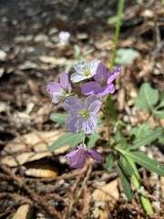 Cardamine nuttallii