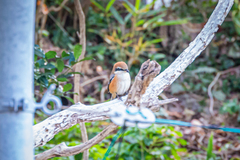 Lanius bucephalus bucephalus