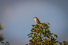 Lanius bucephalus bucephalus