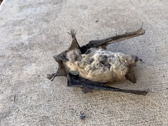 Myotis velifer