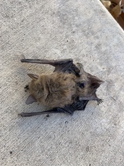 Myotis velifer