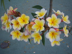 Plumeria rubra